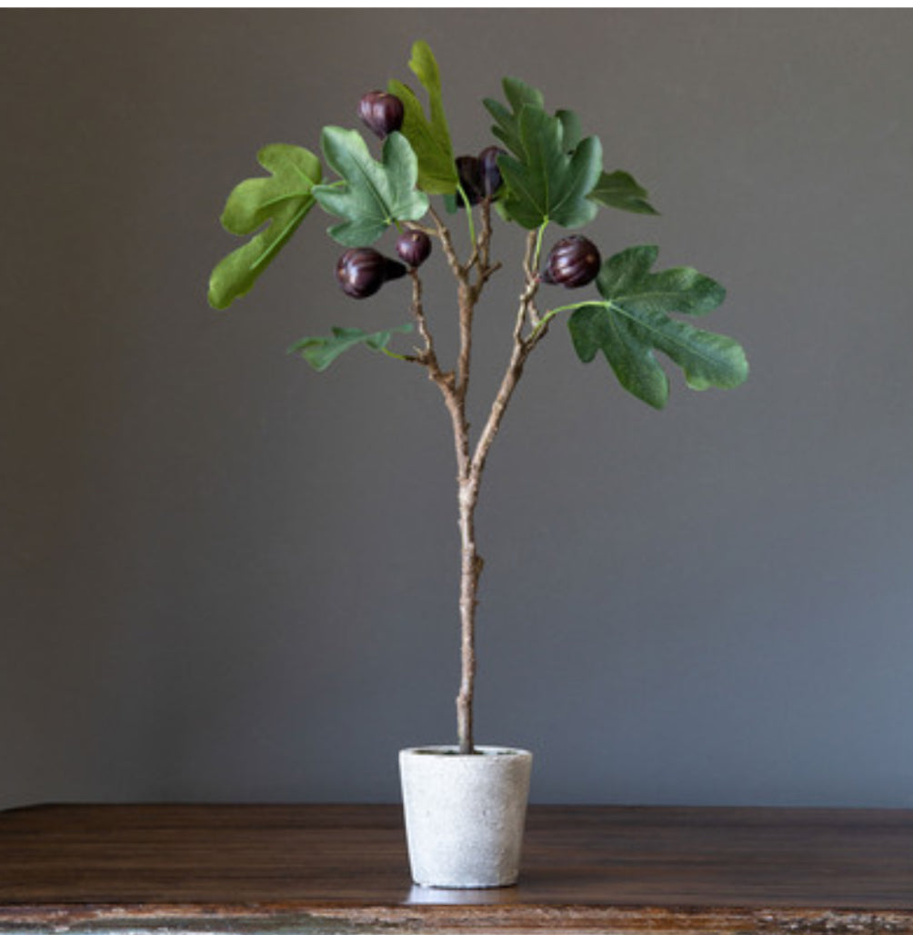 Mission Fig Topiary
