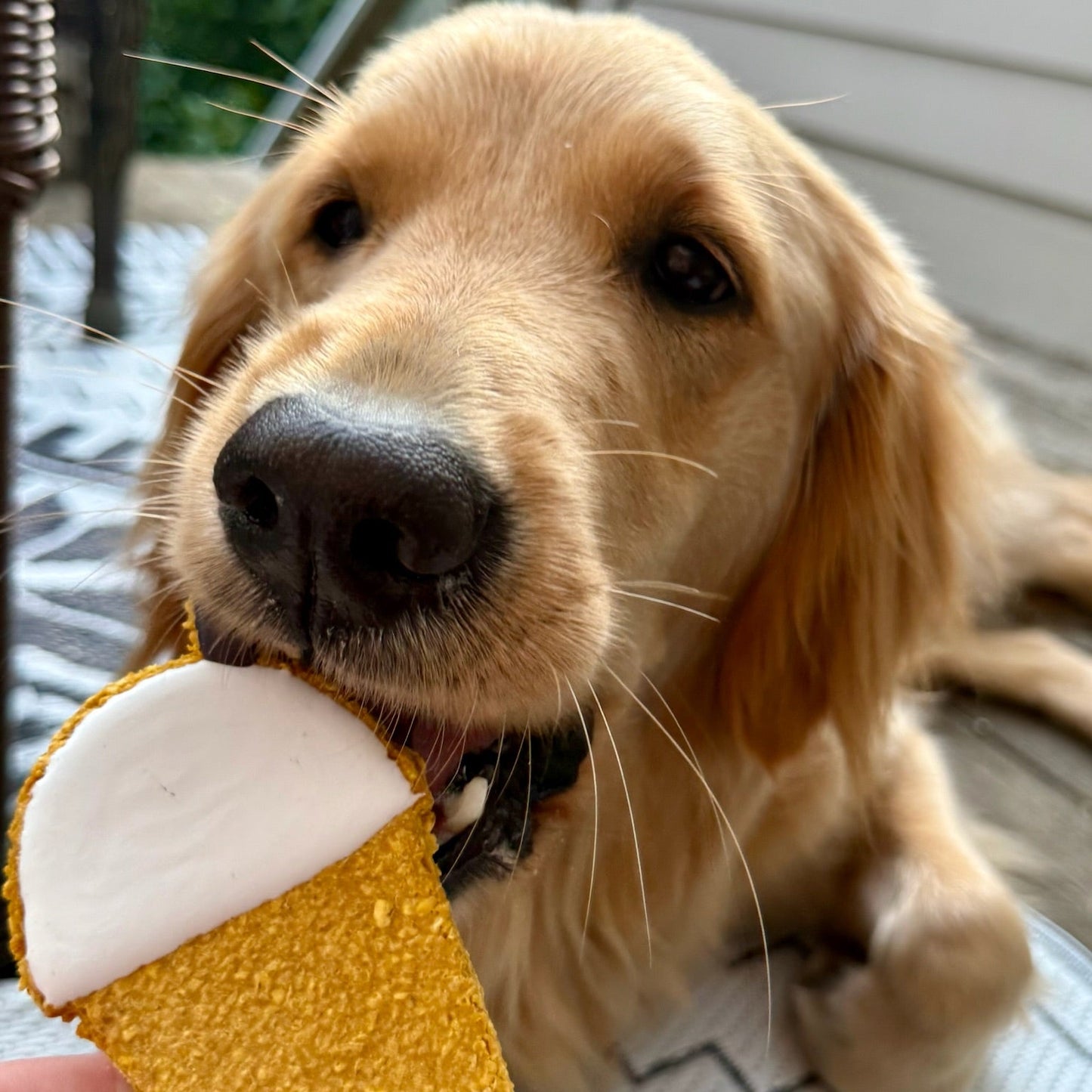 Dog holding a toy shaped like a coffee mug on a wooden deck.