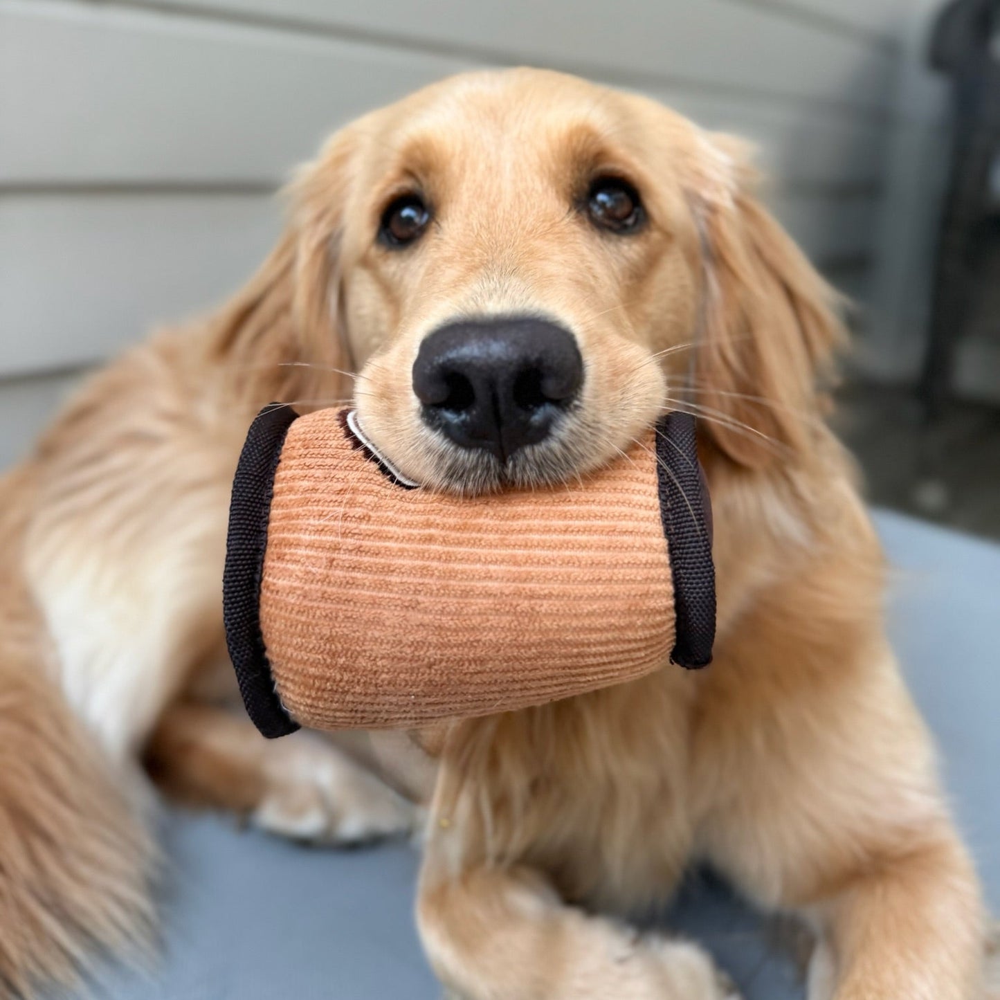 Dog holding a brown object in its mouth on a neutral background
