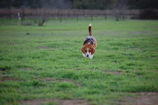Photo show a beagle running through a grassy area with vineyards visable in the distance.