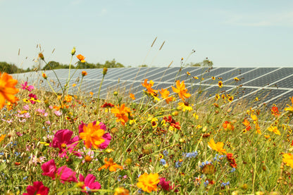 Solar Grown™ Raw Honey