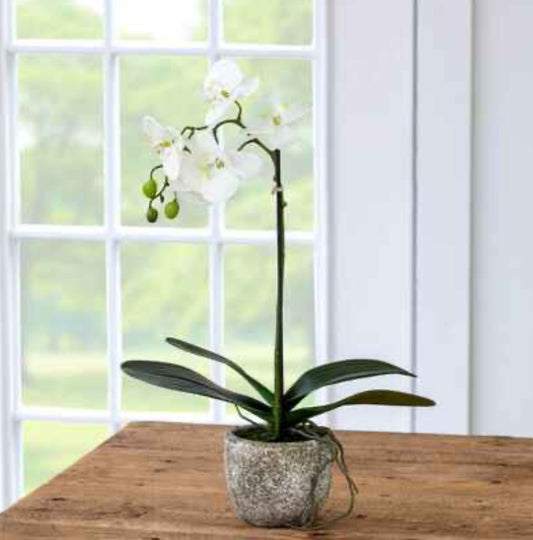 Phalaenopsis Orchid Plant in Concrete Pot, Small