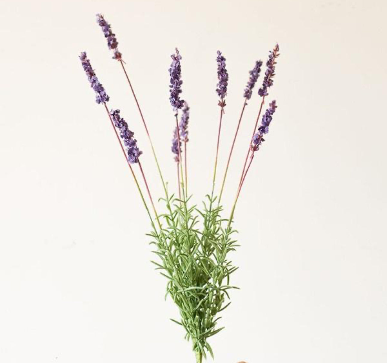 Artificial Provence Lavender Stem by Rustic Reach