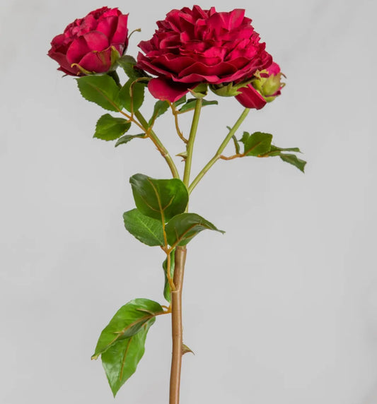 Red Rose stem