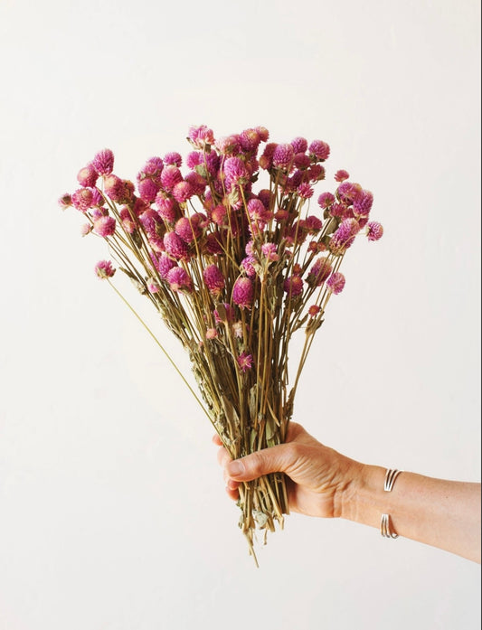 Fuchsia Globe Amaranth