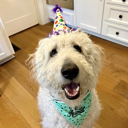 Birthday Hat for Dogs